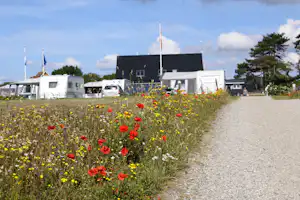 Camping Dråby Strand - Stellplatz vom Campingplatz an geblümter Wiese