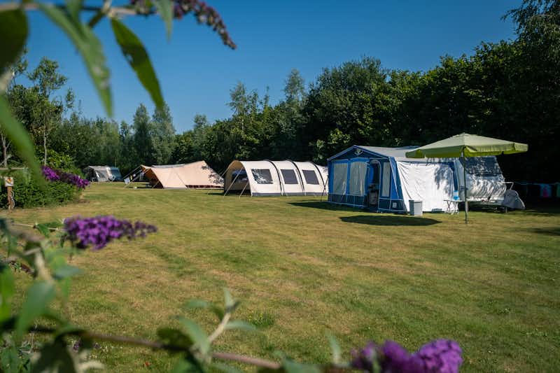 Camping Drentsheerlijk  - Zeltwiese