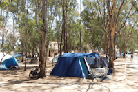 CAMPING DREPANOS - Wohnwagen- und Zeltstellplatz vom Campingplatz unter Bäumen