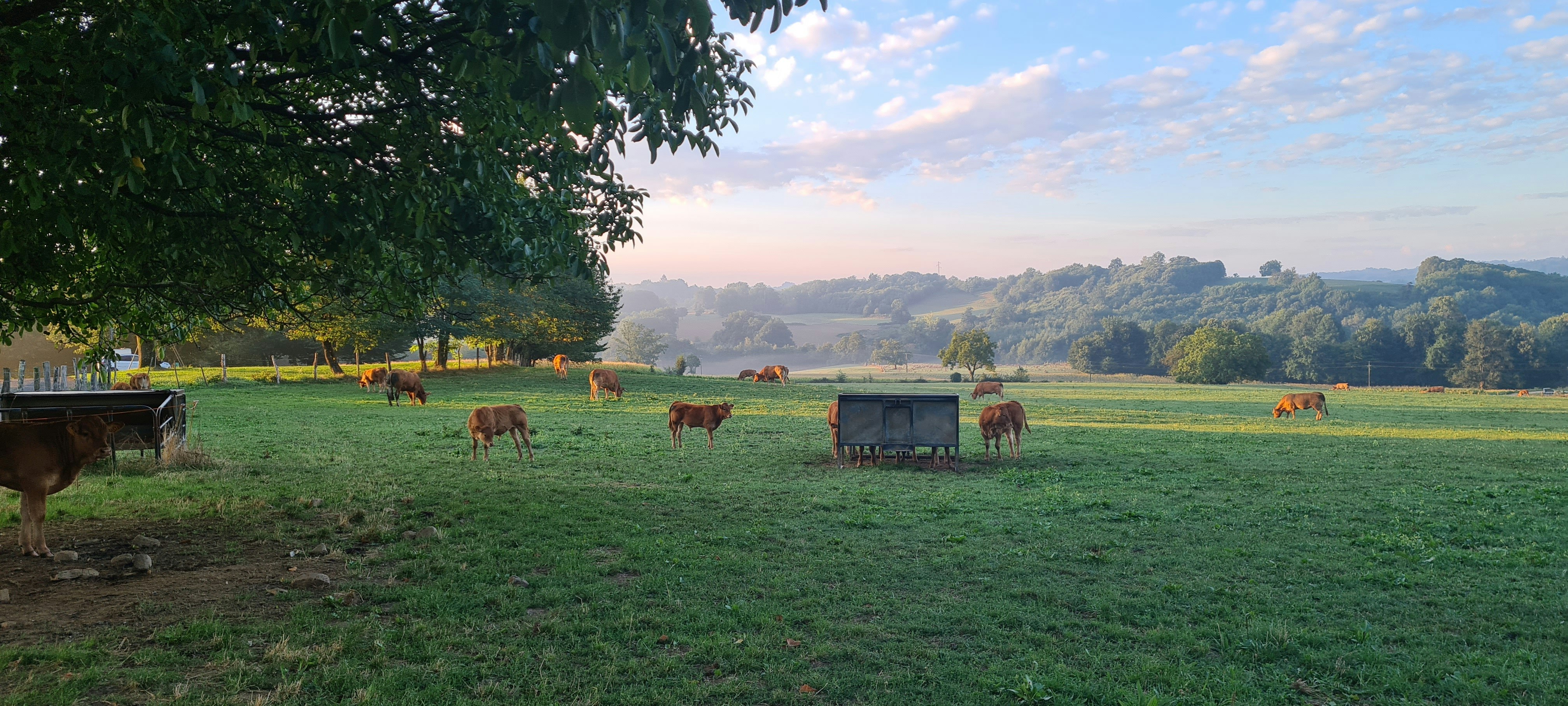 Grüne Campingwiese mit mehreren Rindern, einem kleinen Unterstand und weitem Blick ins Tal mit Feldern und Hügeln.