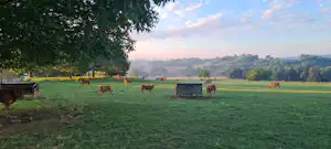 Grüne Campingwiese mit mehreren Rindern, einem kleinen Unterstand und weitem Blick ins Tal mit Feldern und Hügeln.