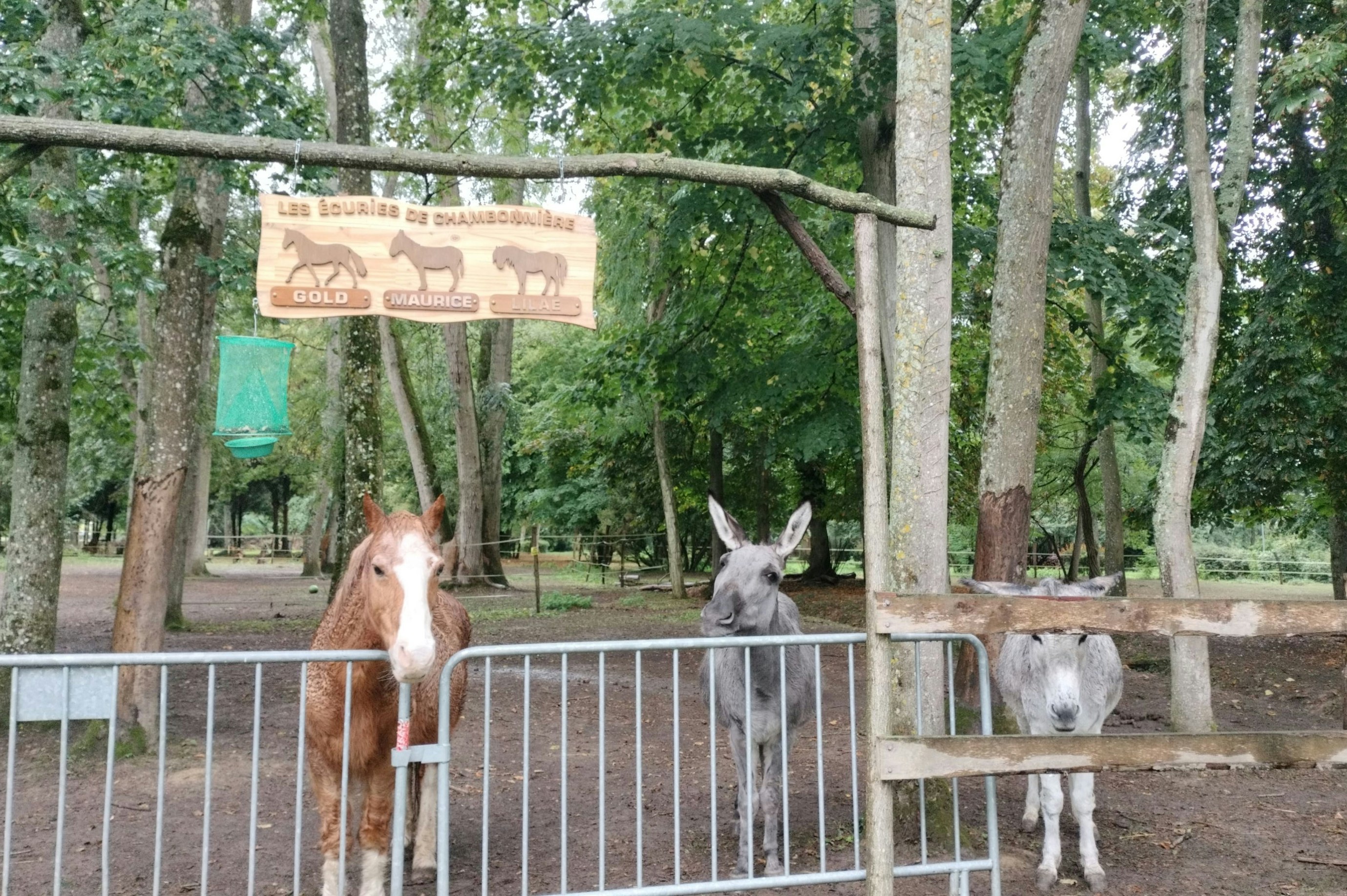 Zwei Pferde im Gehege vor einem Schild mit Pferdenamen, umgeben von Bäumen und einem Metallzaun.