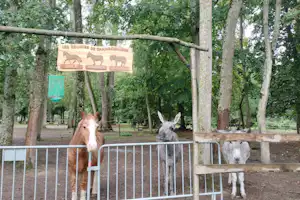 Zwei Pferde im Gehege vor einem Schild mit Pferdenamen, umgeben von Bäumen und einem Metallzaun.