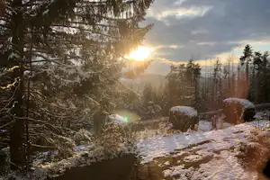 Winterwald mit verschneiten Wegen und Tannen, im Hintergrund tiefes Licht der Sonne zwischen den Bäumen.