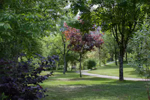 Grüner Camping-Parkweg durch Bäume und Sträucher, mit Rasenflächen und Hecken im Hintergrund.