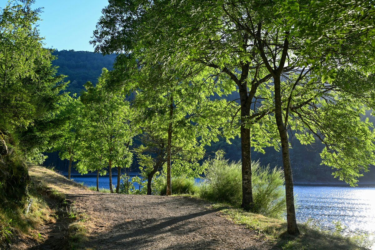 Waldweg am Seeufer mit Bäumen und Sträuchern, im Hintergrund Hügel und ruhiges Wasser.