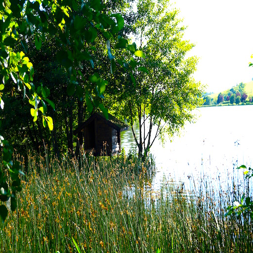 Ufer am See mit hohem Gras, Bäumen und einem kleinen Holzschuppen am Rand.