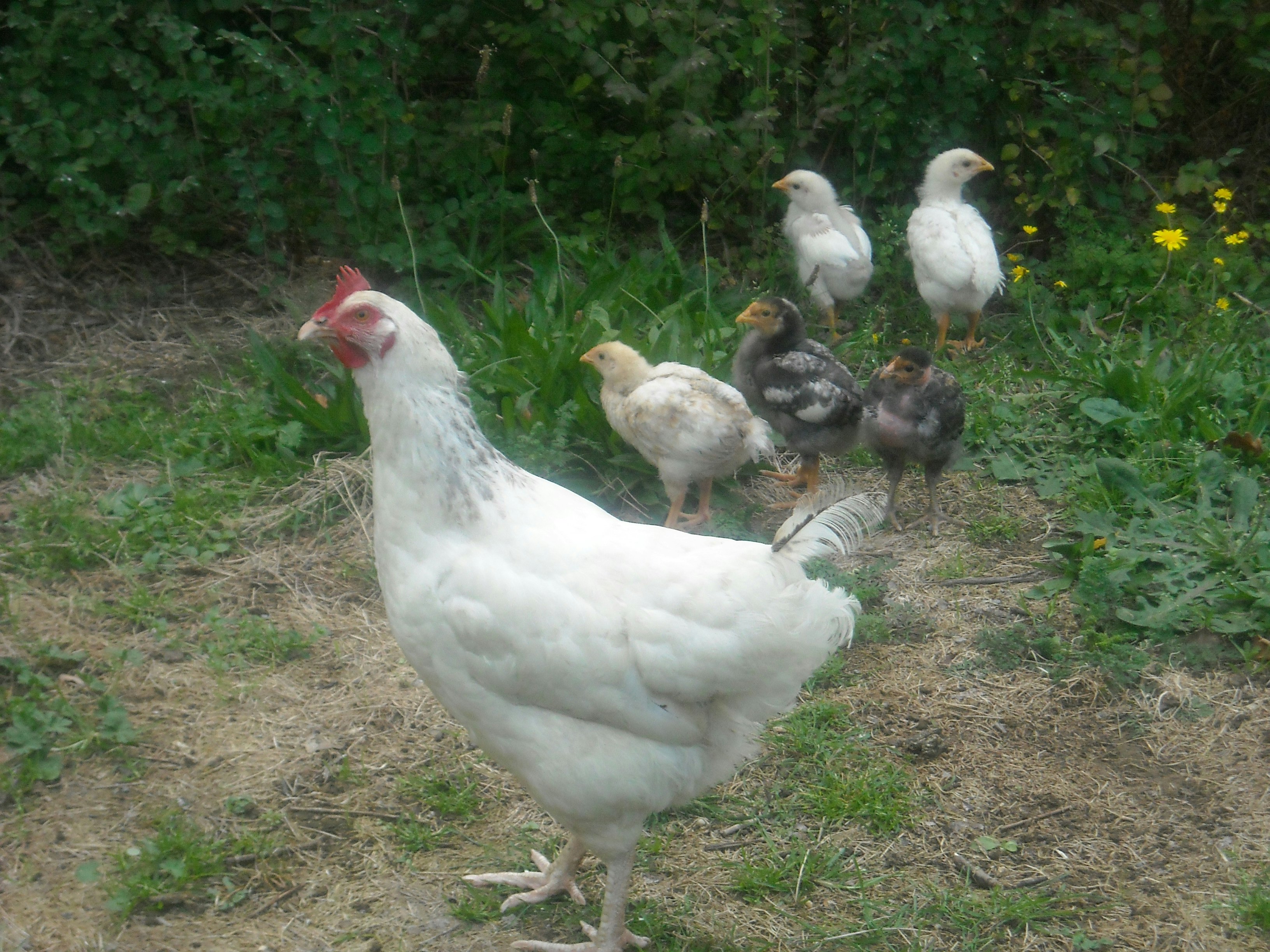 Weiße Henne und Küken auf einem grasigen Weg im Garten, umgeben von weiteren Hühnern im Hintergrund.