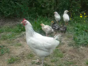Weiße Henne und Küken auf einem grasigen Weg im Garten, umgeben von weiteren Hühnern im Hintergrund.