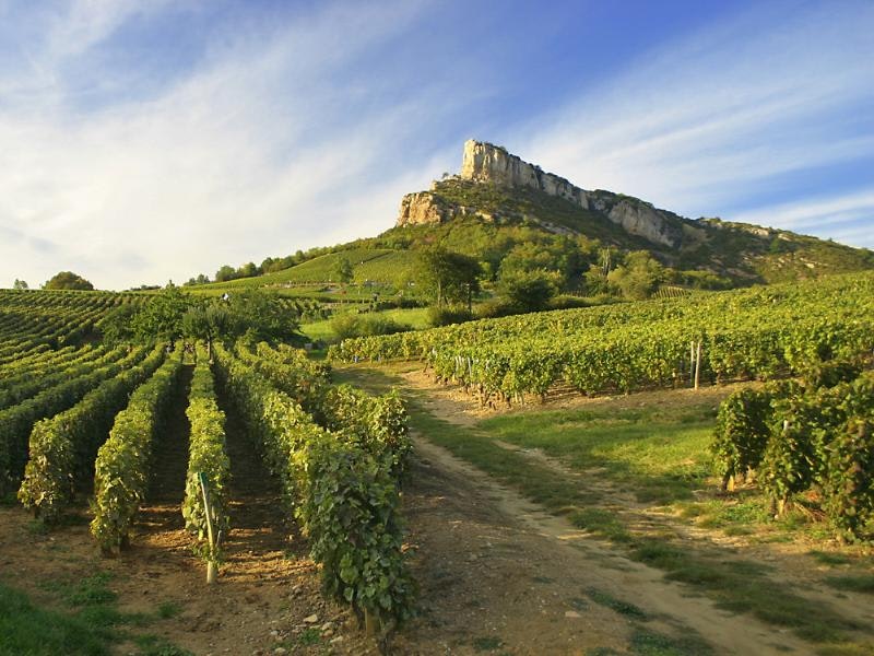 Camping du Pont de Bourgogne - Weinberge in der Umgebung des Campingplatzes