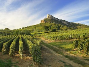 Camping du Pont de Bourgogne - Weinberge in der Umgebung des Campingplatzes