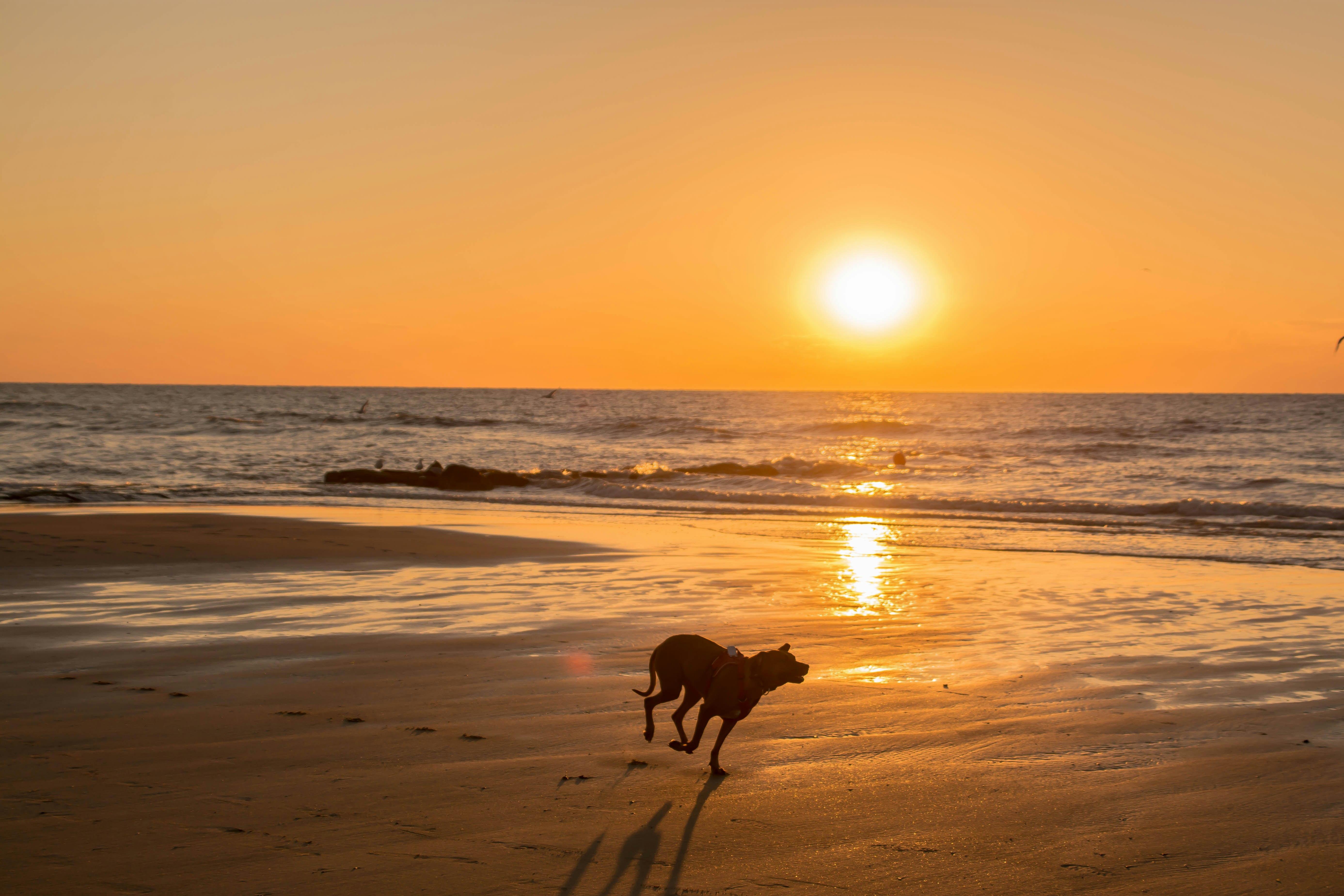 Camping Duinezwin - Hund beim Auslauf am Strand