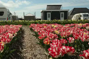 Camping Duinzoomhoeve - Stellplätze hinter der Blumenwiese