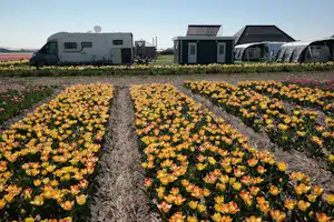 Camping Duinzoomhoeve - Tulpenwiese