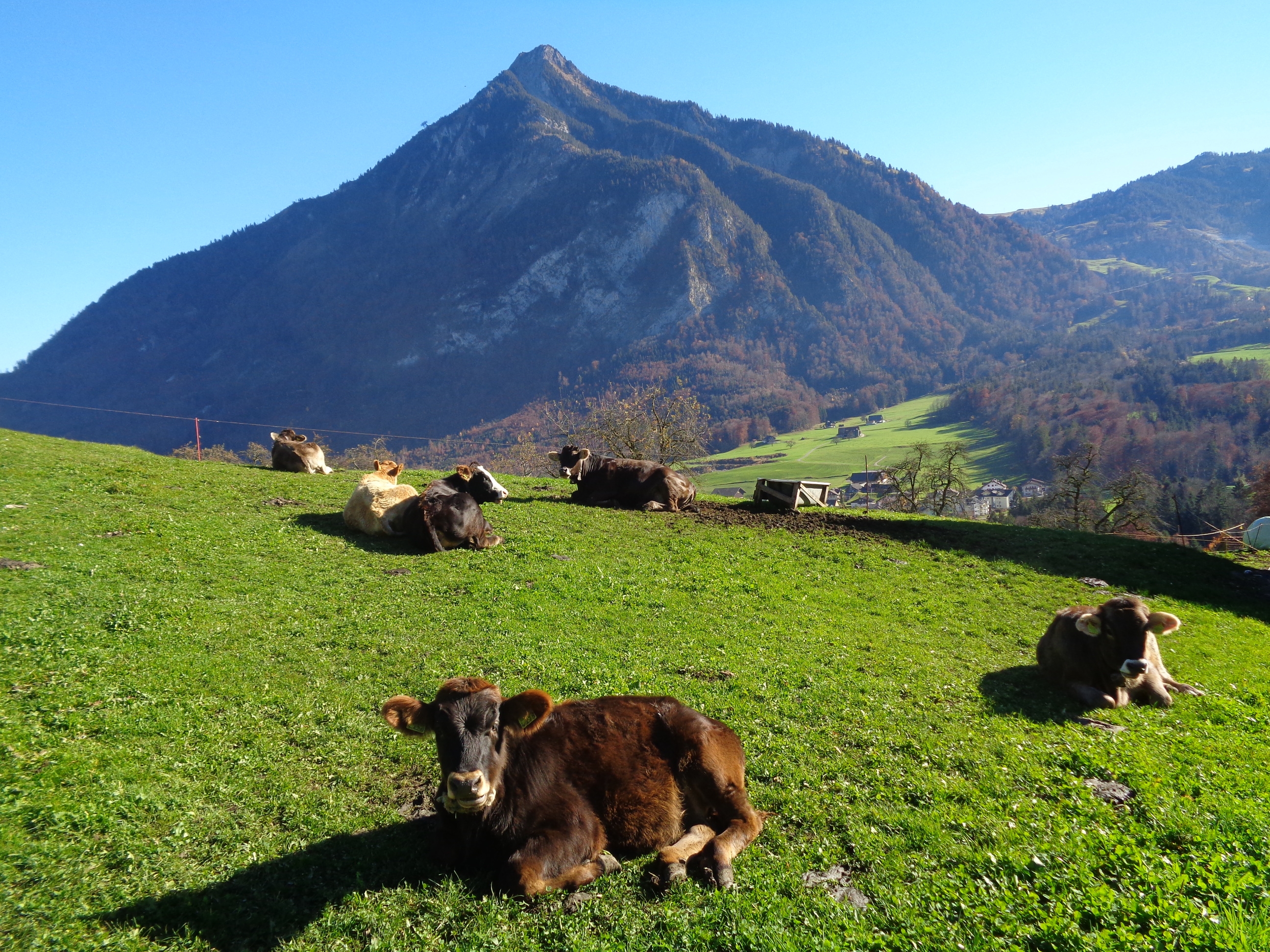 Camping Ebnet Biobauernhof