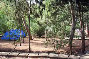 Blaues Zelt auf einem Campingplatz im Grünen zwischen Bäumen, mit gepflastertem Weg und kleinen Sträuchern.