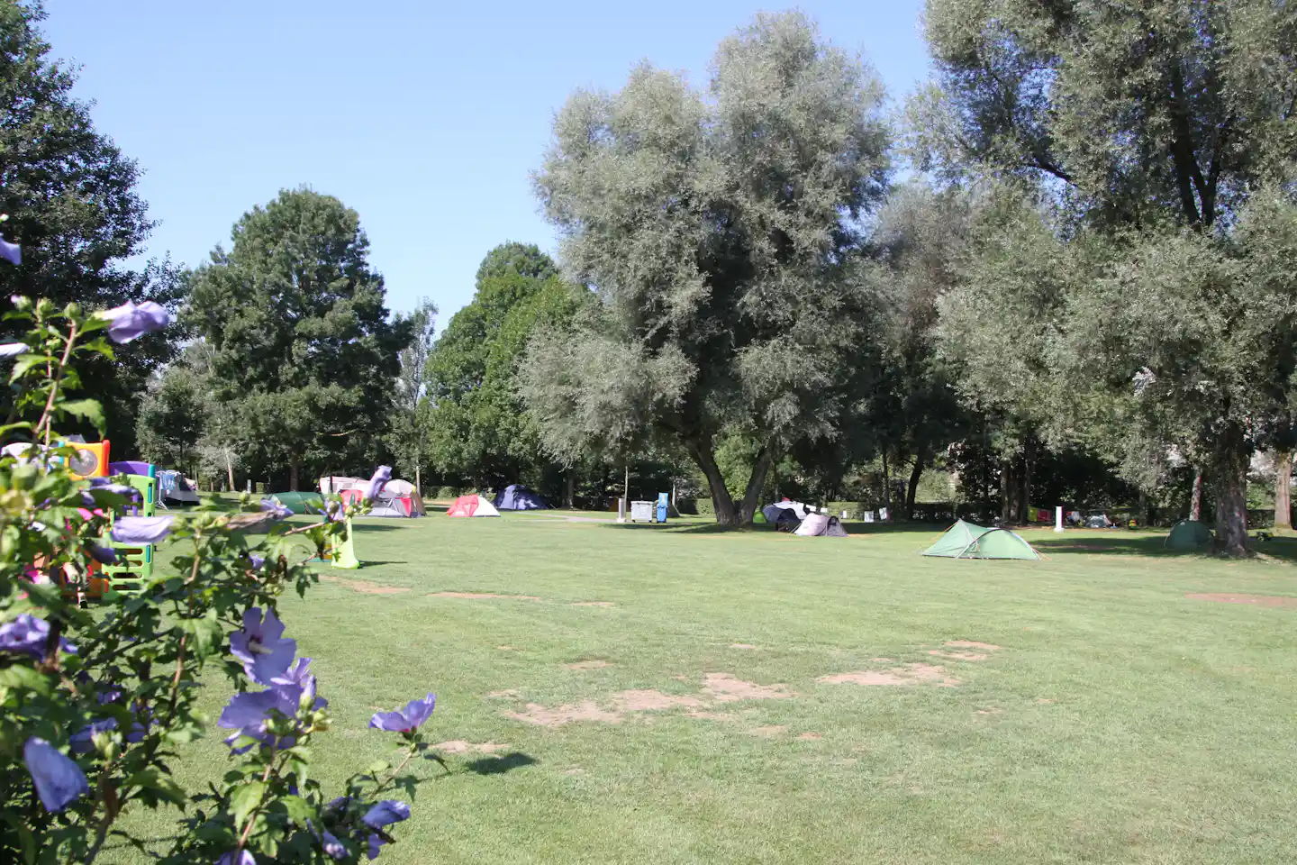 Campingwiese mit mehreren Zelten, grünen Bäumen und Olivenbäumen im Hintergrund, im Vordergrund blühende Zweige.