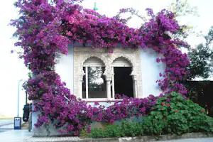 Lila blühende Büsche vor einer Hauswand mit zwei Bogenfenstern und Säulen, dahinter ein Gartenweg.