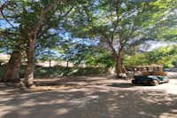 Camping El Pino - Standplätze im Schatten der Bäume