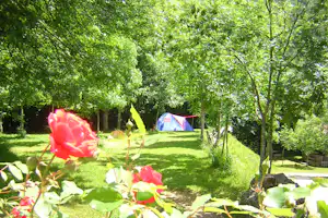 Campingwiese mit Zelt im Hintergrund, umgeben von Bäumen und bunten Blumen im Vordergrund.