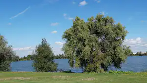 Bauminsel im See vor grünem Ufer, mit Grasfläche und Bäumen im Vordergrund.