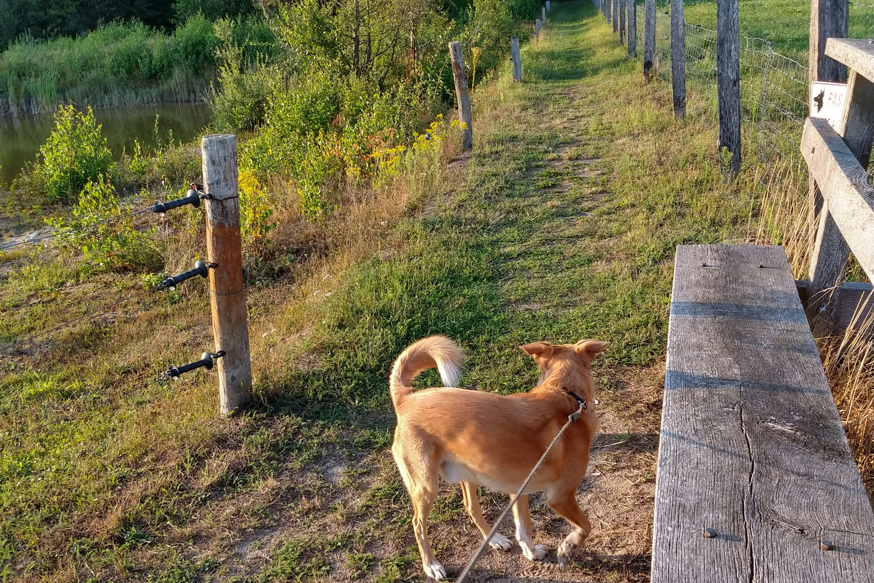 Camping Erve Henderikshoeve - Hunde willkommen auf dem Campingplatz