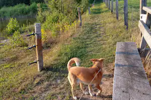 Camping Erve Henderikshoeve - Hunde willkommen auf dem Campingplatz