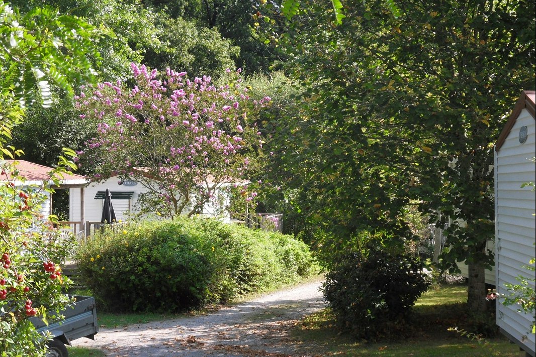 Campingweg zwischen grünen Büschen und Bäumen, links und rechts Gartenhütten mit Holzverkleidung und kleinen Beeten.