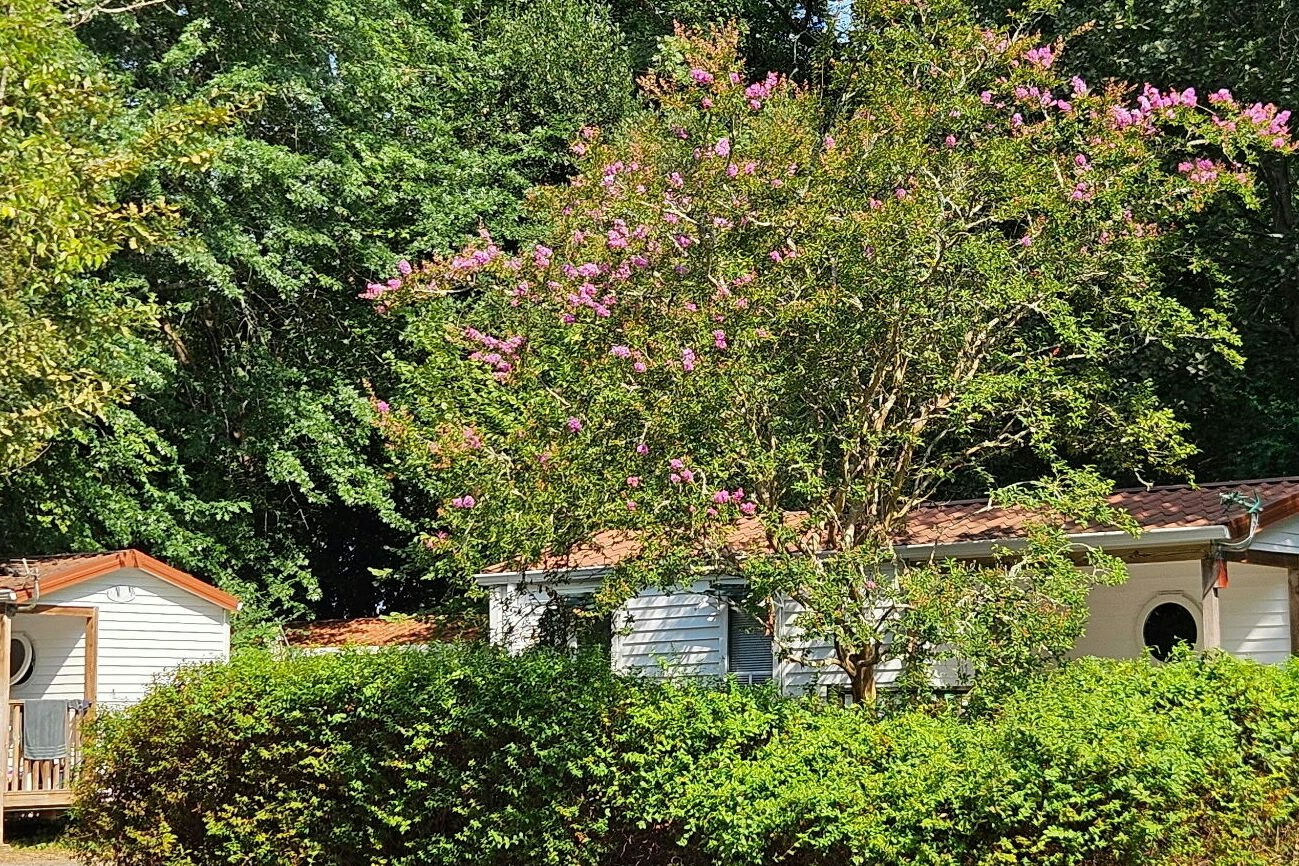 Reihen von Mobilheimen und kleinen Hütten am Campingplatz, umgeben von dichtem Grün und blühenden Bäumen.
