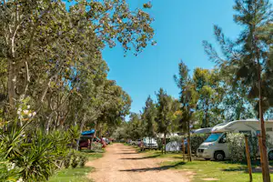 Campingweg zwischen Bäumen und Palmen, links ein Wohnmobil, rechts weitere Fahrzeuge und Stellplätze am Rasen.