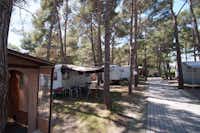 Camping Europa - Strasse auf dem Campingplatz mit Stellplätzen unter Bäumen an den Seiten