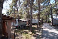 Camping Europa - Strasse auf dem Campingplatz mit Stellplätzen unter Bäumen an den Seiten