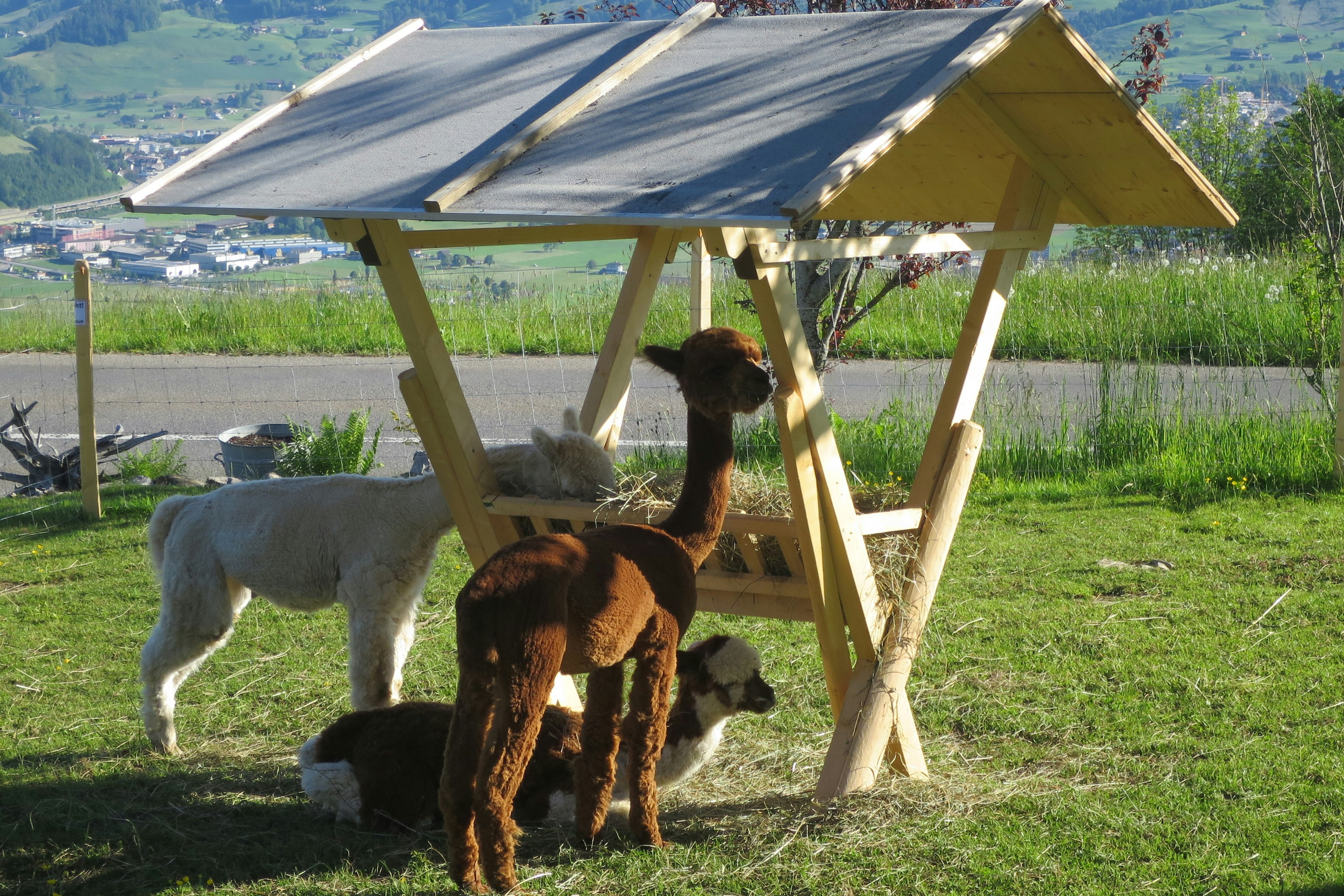 Ferienhof Rüti - Tiere im Streichelzoo des Campingplatzes
