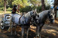 Camping Fico d'India - Kutsche mit weißen Pferden 