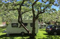 Camping Flåm - Wohnwagen unter Bäumen auf dem Campingplatz