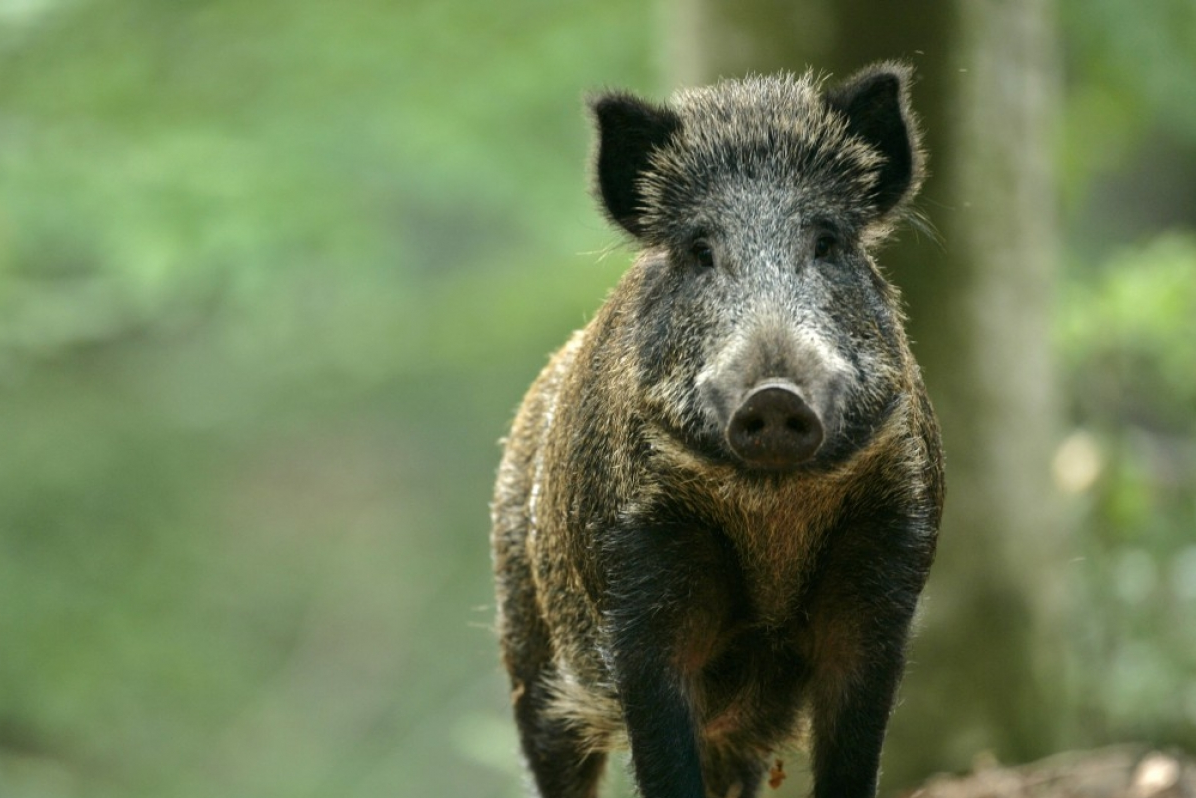 Camping Floreal La Roche en Ardenne - Wildschwein im Wald in der Umgebung des Campingplatzes
