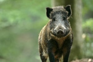 Camping Floreal La Roche en Ardenne - Wildschwein im Wald in der Umgebung des Campingplatzes