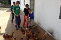 Camping Frankental - Kinder füttern Hühner auf dem Campingplatz