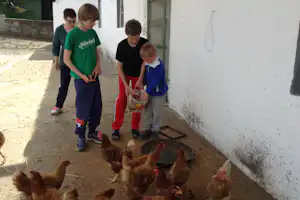 Kinder stehen im Stall neben Hühnern und halten Futter in einem Eimer an einer weißen Wand.