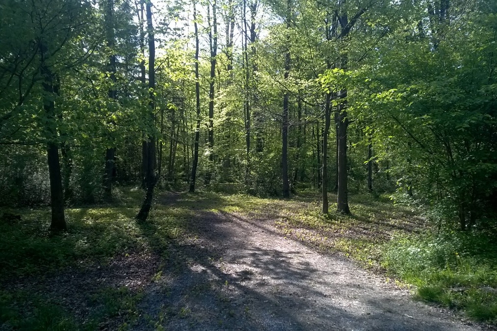 Camping Gäsi  - Stellplatz im Waldstück am Campingplatz