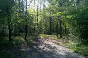 Waldweg im Campingwald mit schattigen Bäumen, Lichtflecken auf dem Boden und dichtem Unterholz.