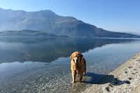 Camping Gardenia  - Hund auf dem Campingplatz am Lago di Como