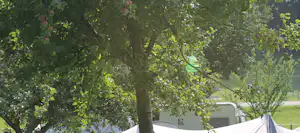 Camping-Mobilheim und Zelt hinter Bäumen mit grünen Blättern und Äpfeln im Vordergrund.