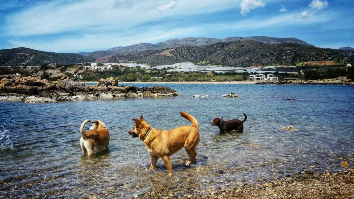 Camping Grammeno - Blick auf das Mittelmeer mit planschenden Hunden, im Hintergrund die Hügellandschaft Kretas