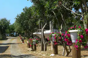 Weiße Wohnwagen auf einem Campingplatz zwischen Bäumen, mit pinken Blumen in Kübeln entlang des Weges.