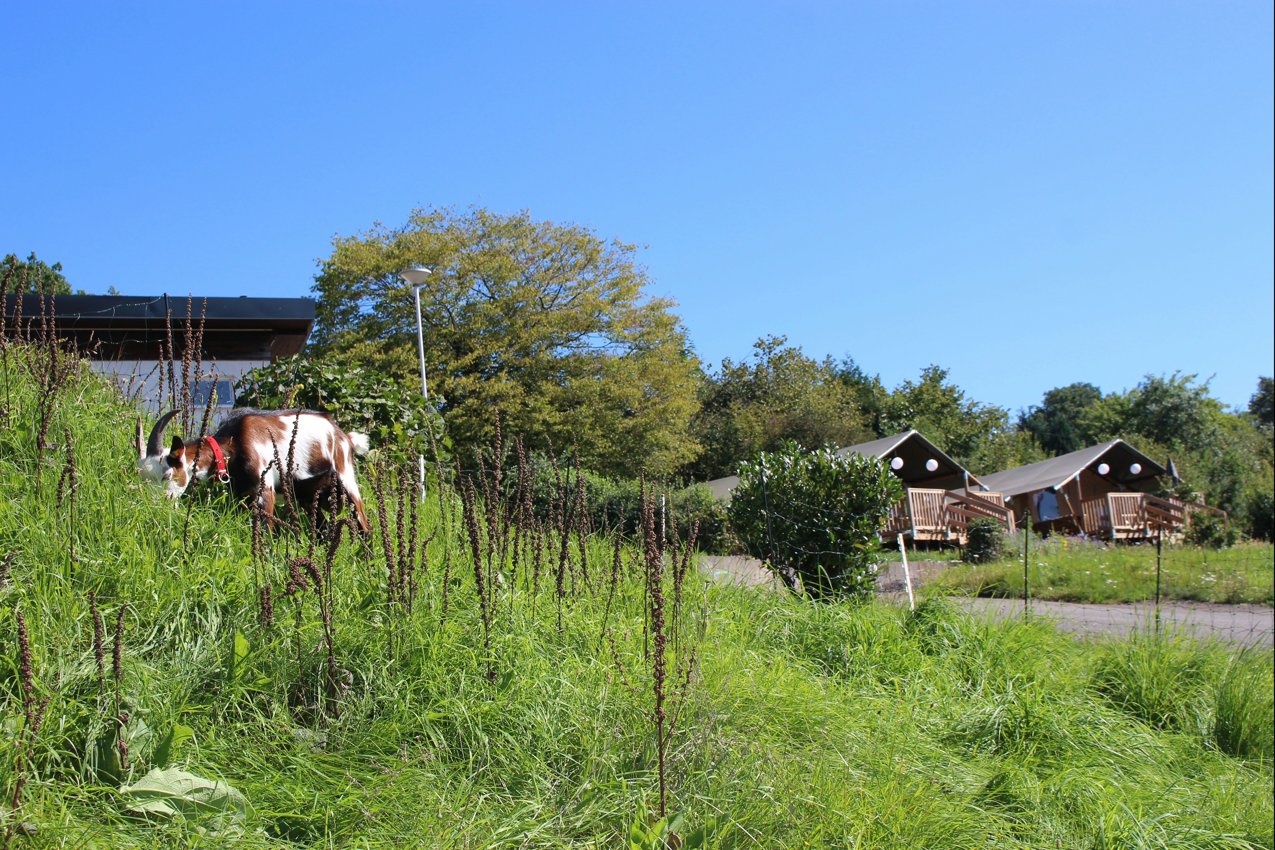 Camping Groß-Eichen - Streichelziegen auf dem Campingplatz