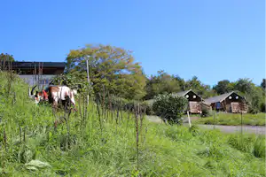 Camping Groß-Eichen - Streichelziegen auf dem Campingplatz