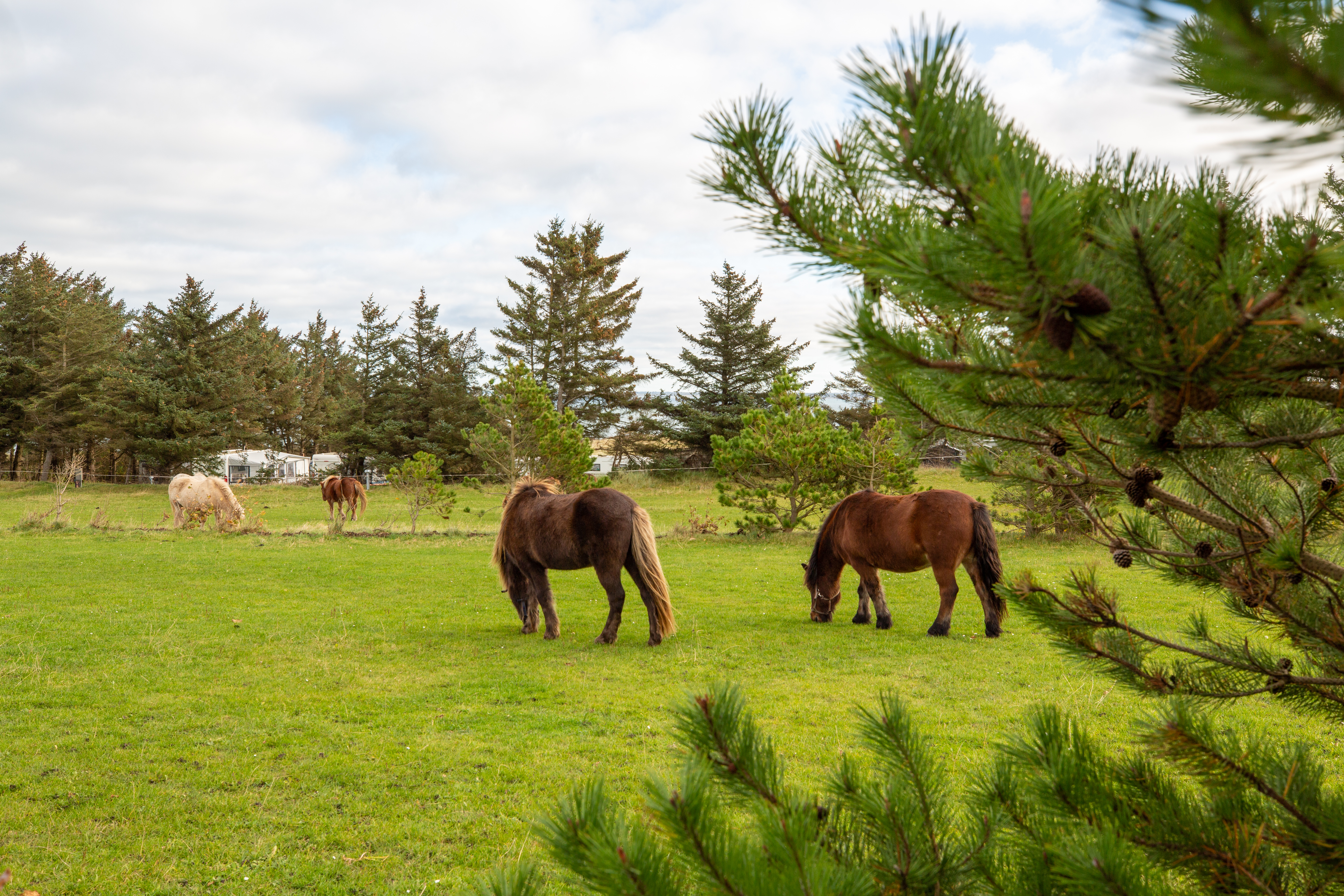 Hanstholm Camping - Thy Feriepark