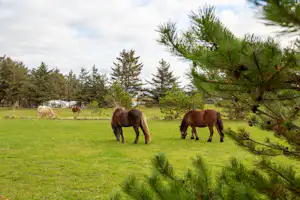 Camping Hanstholm - Pferdekoppel.jpg