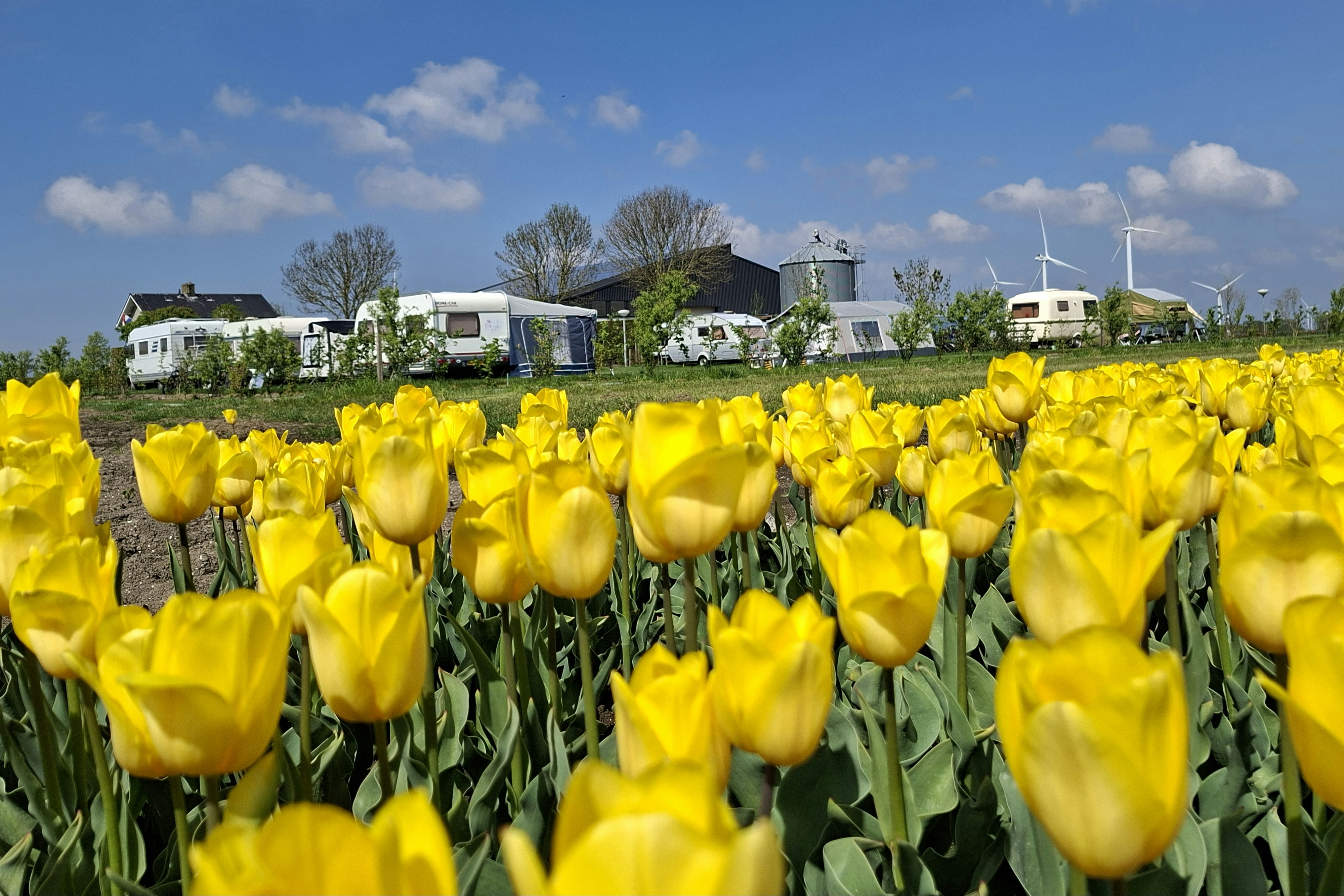 Camping Heerlijk Plekkie - Standplätze neben den Tulpenfeldern in Flevoland